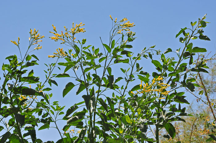Tree Tobacco is a perennial introduced species from the Nightshade or Potato family (Solanaceae). Plants are very attractive with broad glaucous leaves and showy clustered flowers. Nicotiana glauca